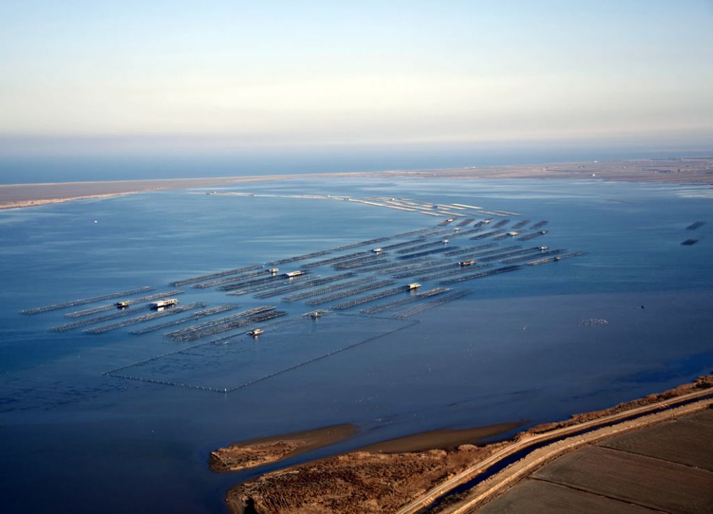 Les badies del delta de l'Ebre, Fangar i Alfacs 1