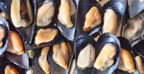 Mejillones 1